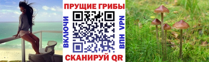 где купить наркоту  Всеволожск  Галлюциногенные грибы GOLDEN TEACHER 